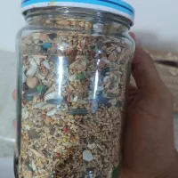 طوطی برزیلی|پرنده|بهار, |دیوار