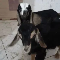 بزغاله نر و ماده