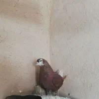 ماده شهری سرخ|پرنده|فسا, |دیوار