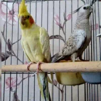 فروش شش عدد عروس هلندی طوطی ملنگو|پرنده|قدس, شهرقدس|دیوار