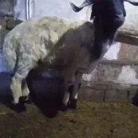 بره نر گیج واسه قربانی|حیوانات مزرعه|چالدران, |دیوار