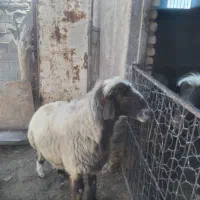 قوچ دورگ بختیاری