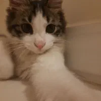 گربه dsh|گربه|تهران, دروس|دیوار