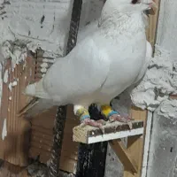 کبوتر