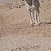 فروشی آلابای 2ساله|سگ|مراوه, |دیوار