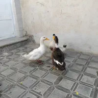 خروس تمام سیاه فروشی|حیوانات مزرعه|تربتحیدریه, پائین ولایت|دیوار