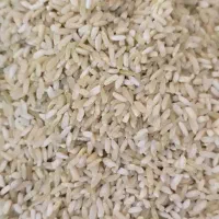 فروش برنج چمپا امسال درجه یک
