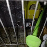 فنچ نر و ماده بالغ