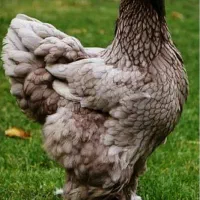 جوجه یکروزه برهما.گلین.گردن لخت.محلی.|حیوانات مزرعه|اردبیل, |دیوار