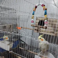 عروس هلندی مولدوسخنگو|پرنده|کرج, گلشهر|دیوار