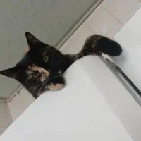 گربه