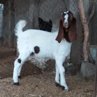 تیشتر با کهره نر