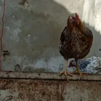 نیمچه خروس تخفیف داره|حیوانات مزرعه|ماهدشت, |دیوار