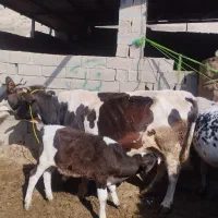 گاو گوساله دار نر 10کیلو شیر|حیوانات مزرعه|فراغی, |دیوار