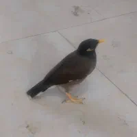 مینا سخگو جوجه امسال هرچی الان حرف بزنی یادمیگره|پرنده|بهارستان, |دیوار