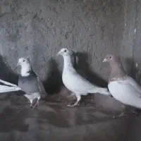 دوعدد دورنگ ماده.طوقی کاغذی ماده.یهودی هفترنگ نر..|پرنده|قزوین, |دیوار