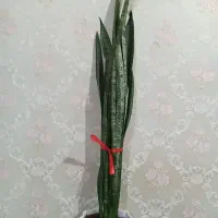 گل طبیعی|گل و گیاه طبیعی|تهران, مشیریه|دیوار