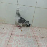 کبوتر کرمانی