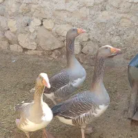 غاز|پرنده|شیراز, گل سرخ|دیوار