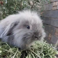 جوجه خرگوش بامزه|موش و خرگوش|تربت جام, خیرآباد|دیوار