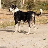 سگ ماده عراقی،پژدر 19ماهه