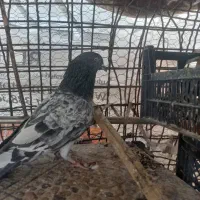 کبوتر پرشی|پرنده|ایرانشهر, |دیوار