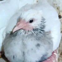 طوقی الماسی نر