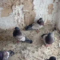 کبوتر طاووسی