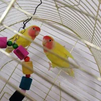 کوتوله برزیلی صورت هلویی نر و ماده مولد