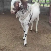 نری سرخون|حیوانات مزرعه|بندرعباس, |دیوار