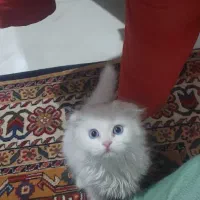 واگذاری رایگان