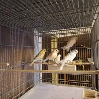 قناری گلاستر موزاییکی اوپال فائو|پرنده|تهران, هفت حوض|دیوار