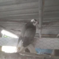 کفتر پرشی شازده|پرنده|خمینیشهر, |دیوار