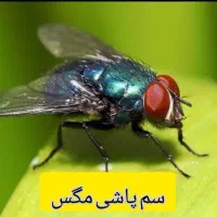 سمپاشی صداقت را با اطمینان انتخاب کنید سم پاشی|خدمات نظافت|زاهدان, |دیوار