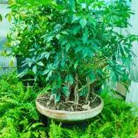 فروش ویژه گل و گیاه