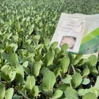 نشای بامیه بادمجان گوجه و...