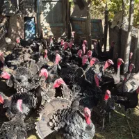 بوقلمون و قوغاز آفریقایی اصل|حیوانات مزرعه|خوی, |دیوار