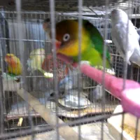 طوطی برزیلی از سر لاک تا بالغ|پرنده|رشت, انصاری|دیوار