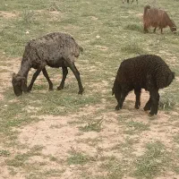 بره ‌..م.ی.ش