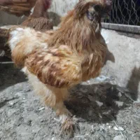 خروس لهستانی