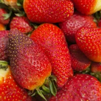 نیرو کار برای میوه فروشی