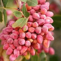 مرکز تولید و توزیع نهال و کود ایران گل و کود
