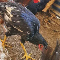 خروس|حیوانات مزرعه|ری, شهرک نظامی|دیوار