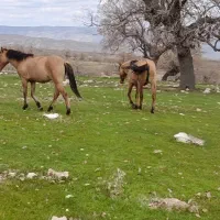 مادین وع کوره مادیان