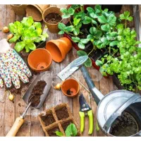 کاشت درخت، گل  گیاه، هرس درختان،|خدمات باغبانی و درختکاری|قم, آذر (نکویی)|دیوار