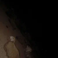 کهره نرو ماده