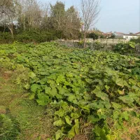 زمین مسکونی|فروش زمین و ملک کلنگی|لنگرود, |دیوار