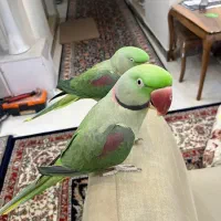 شاه طوطی نر و ماده رام و سخنگو