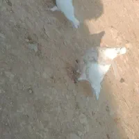 طوقی|پرنده|دهدشت, |دیوار