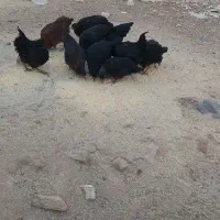 تیمچه مرغ بلک استار